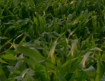 Ag Solutions Card